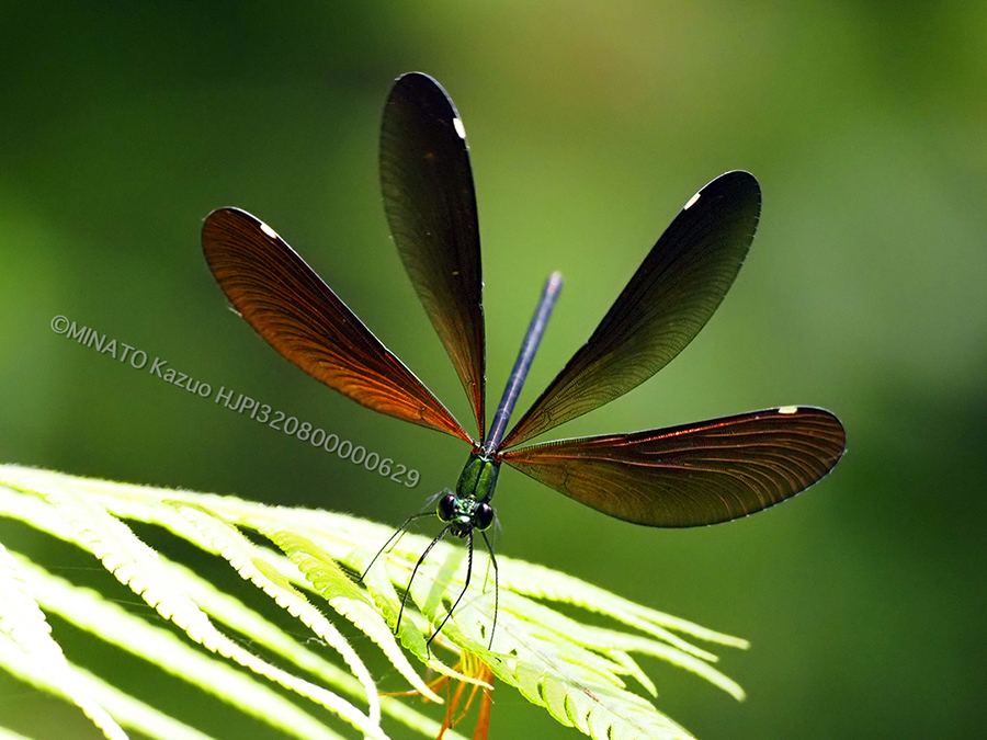 リュウキュウハグロンボ雌