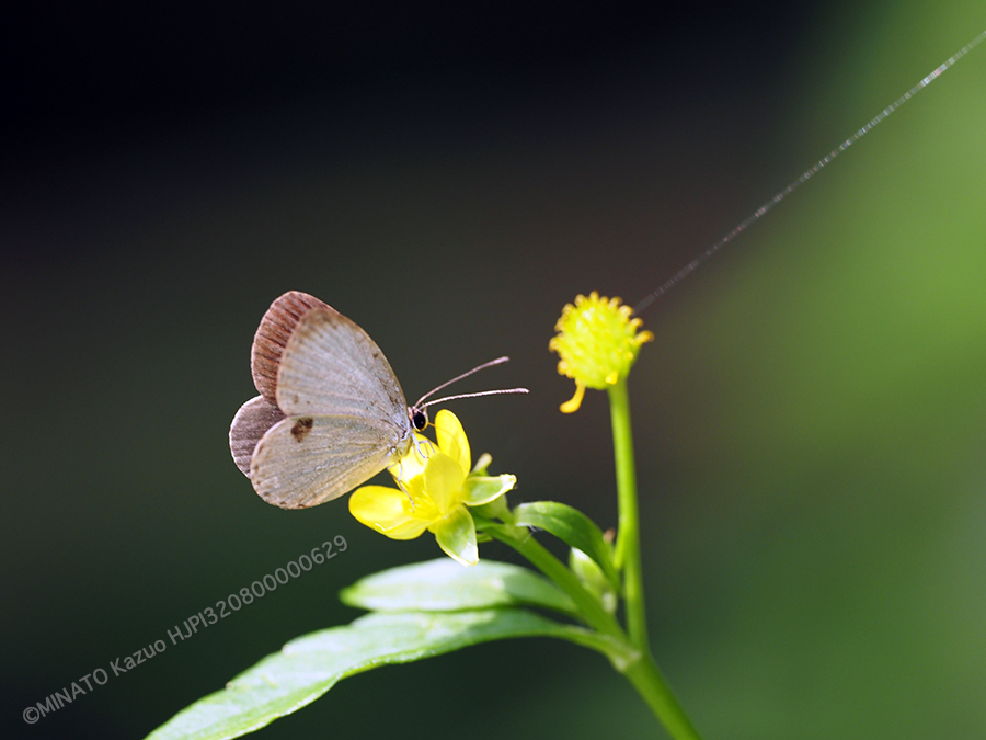 リュウキュウウラボシシジミ