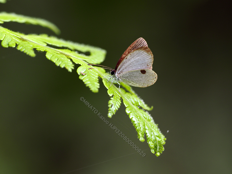 リュウキュウウラボシシジミ