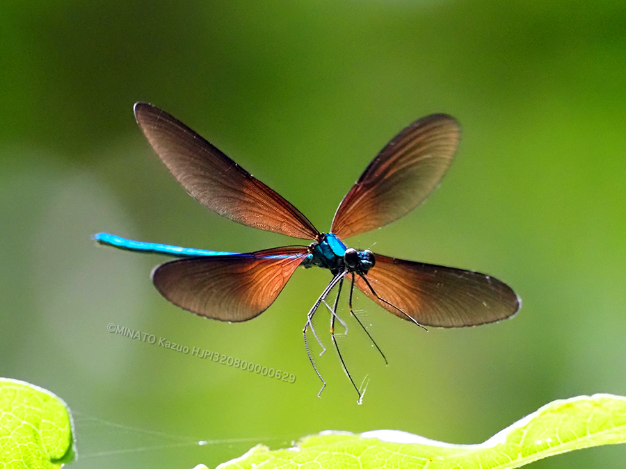 リュウキュウハグロトンボ雄
