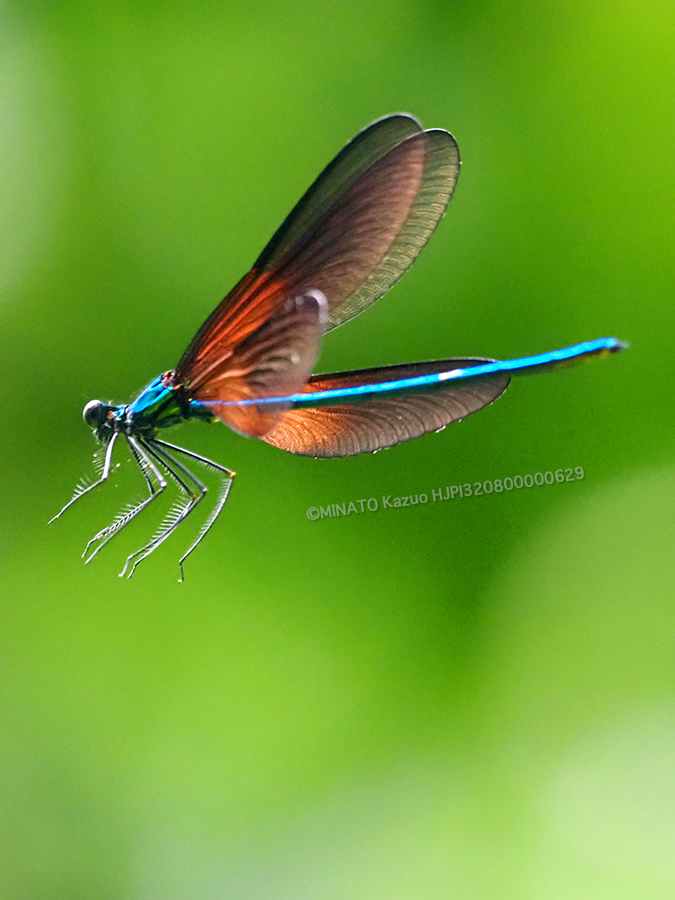 リュウキュウハグロトンボ雄