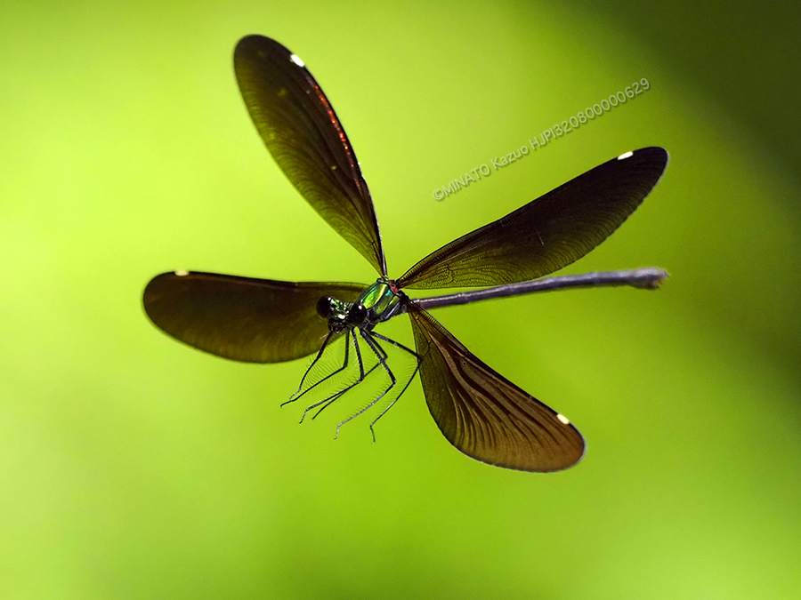 リュウキュウハグロトンボ雌