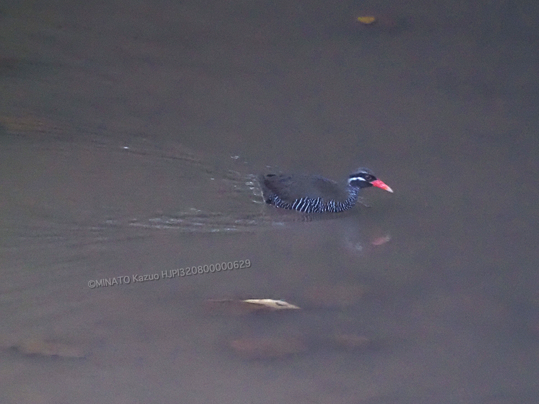 ヤンバルクイナ