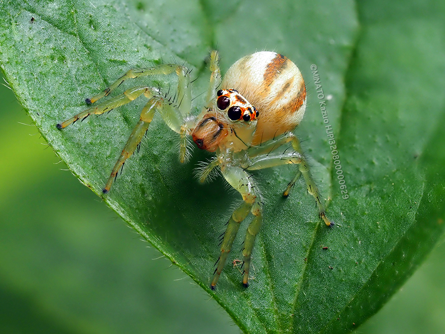 タテスジハエトリ雌