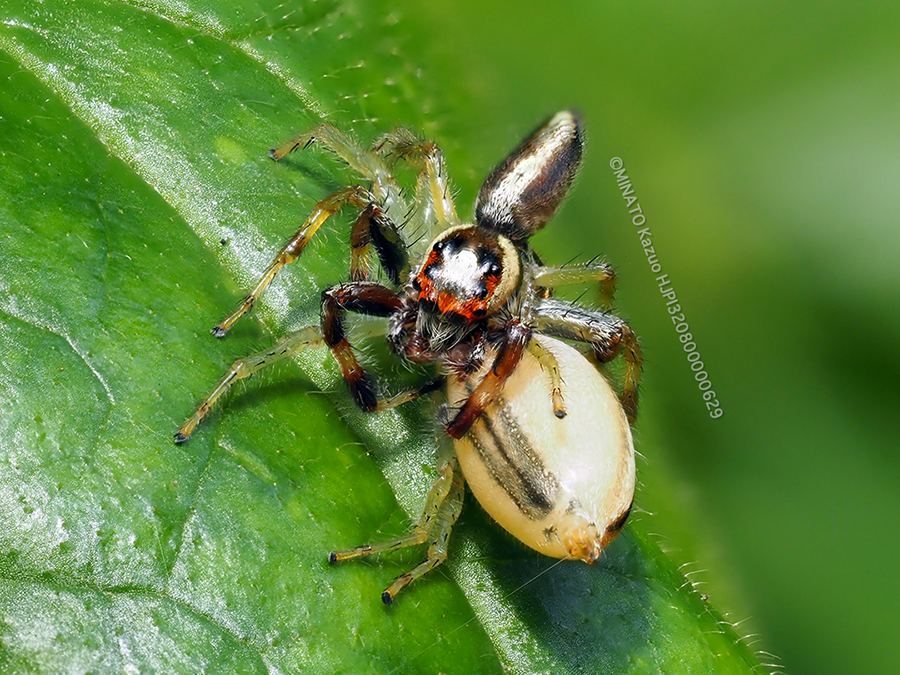 タテスジハエトリ