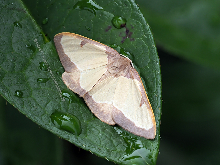 リョクモンエダシャク白化型