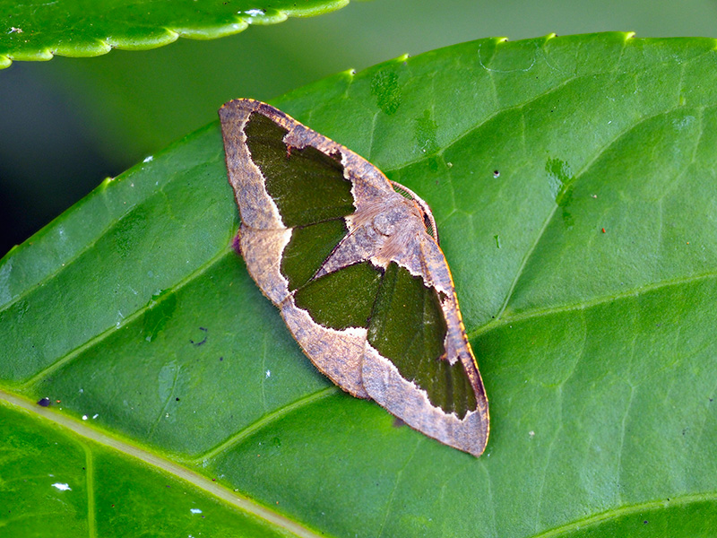 リョクモンエダシャク(2016年撮影）