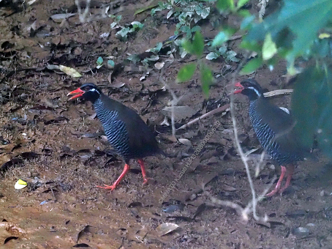 ヤンバルクイナ