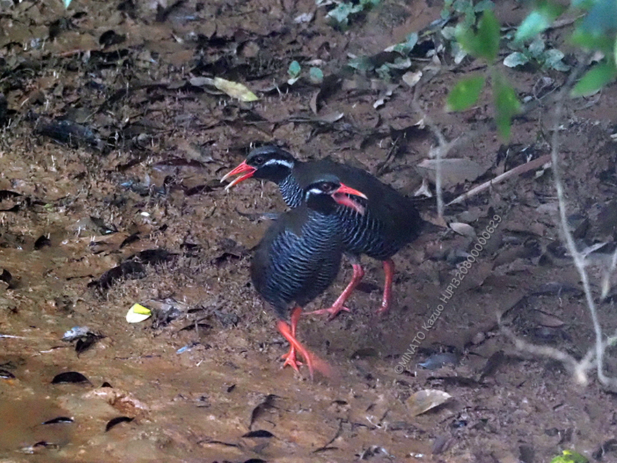 ヤンバルクイナ