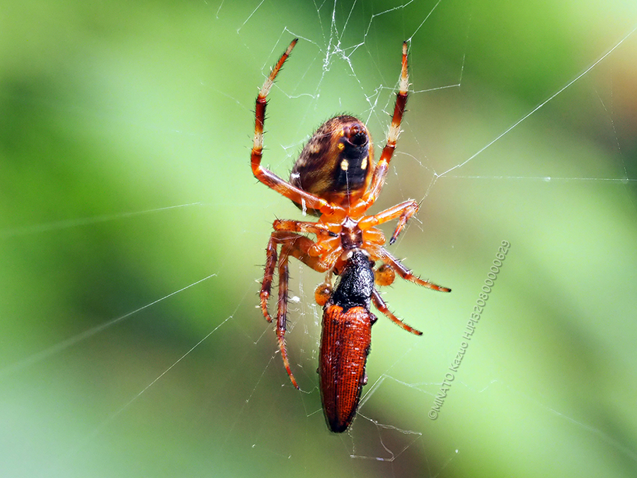 ヤマシロオニグモ＞クニヨシホソクシコメツキ