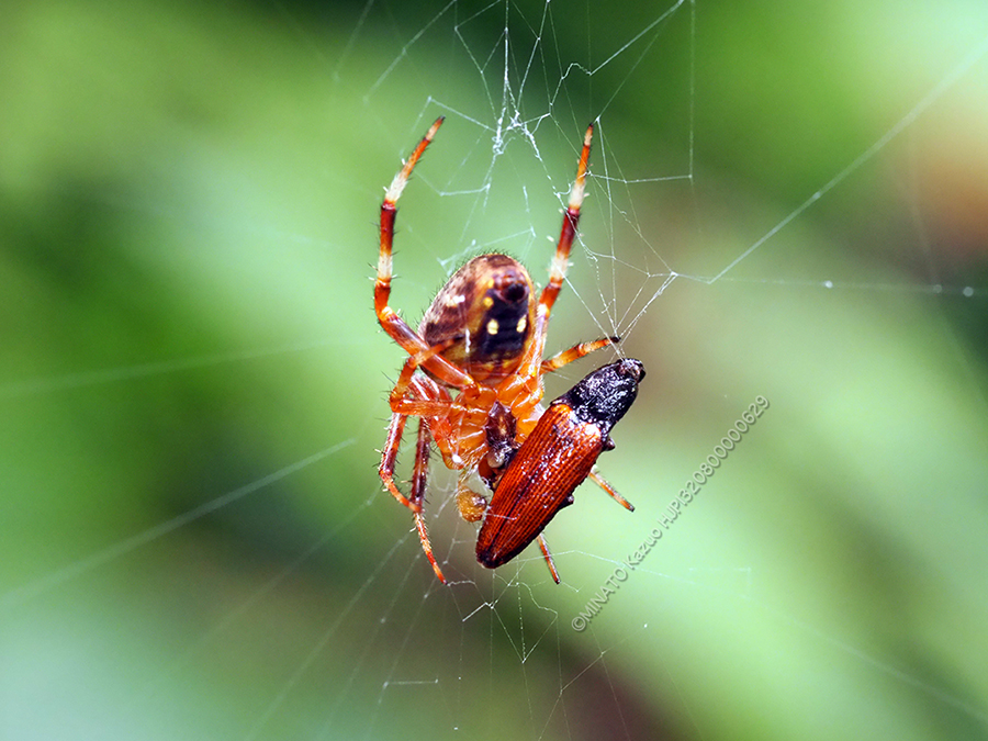 ヤマシロオニグモ＞クニヨシホソクシコメツキ