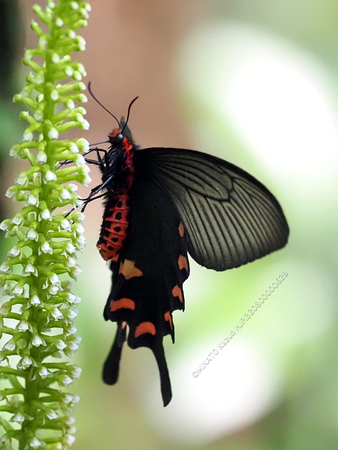 ジャコウアゲハ