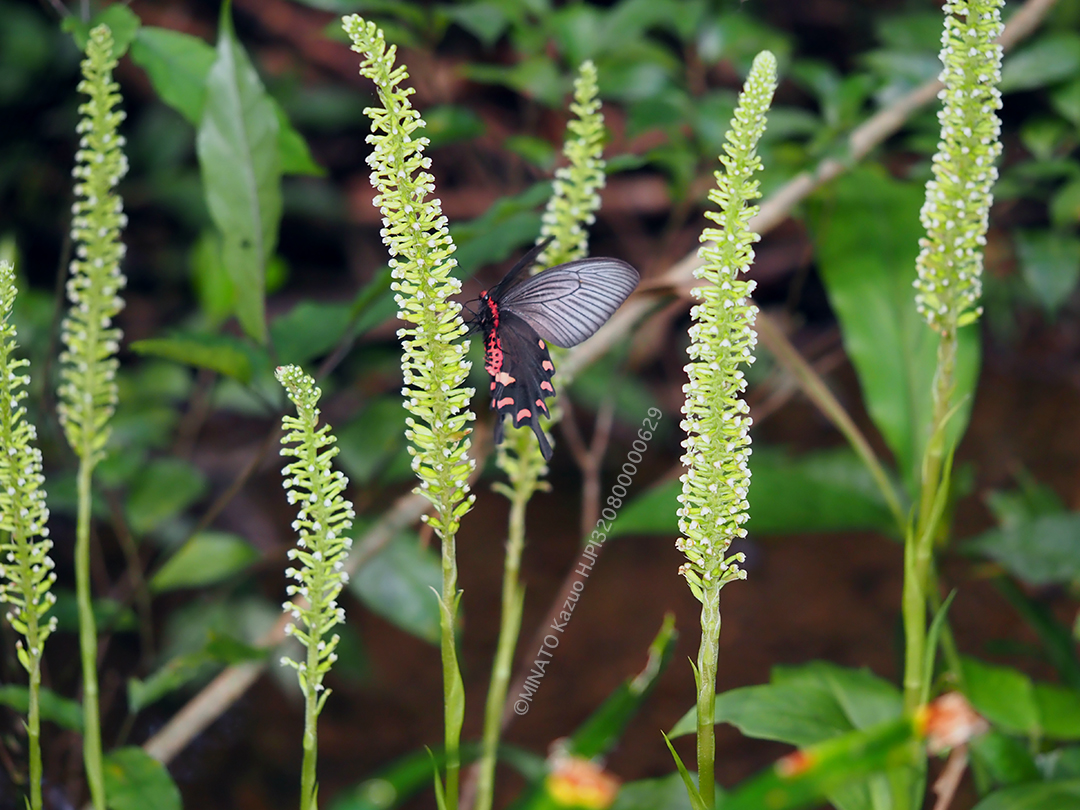 ジャコウアゲハ
