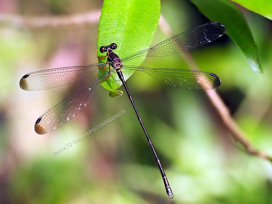 オキナワトゲオトンボ