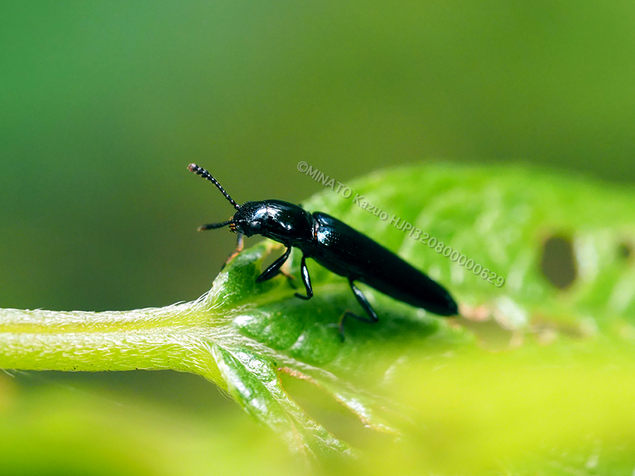 チュウジョウコメツキモドキ