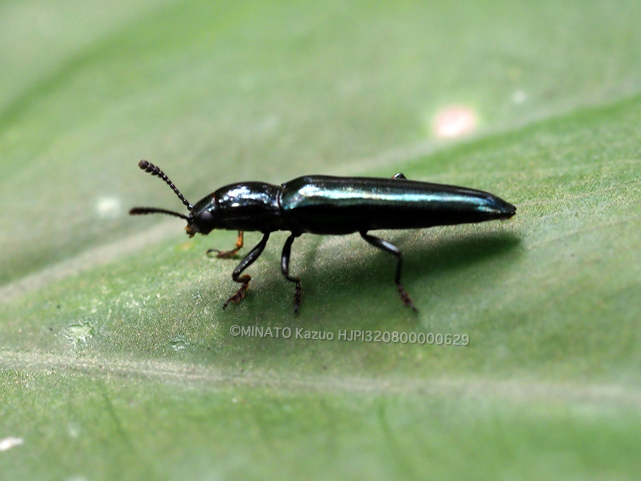 チュウジョウコメツキモドキ