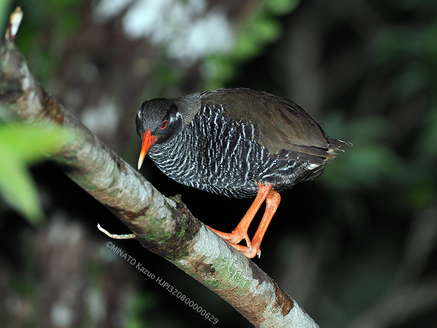 ヤンバルクイナ