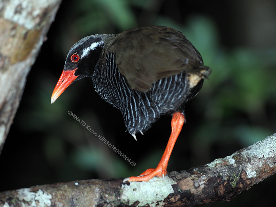 ヤンバルクイナ