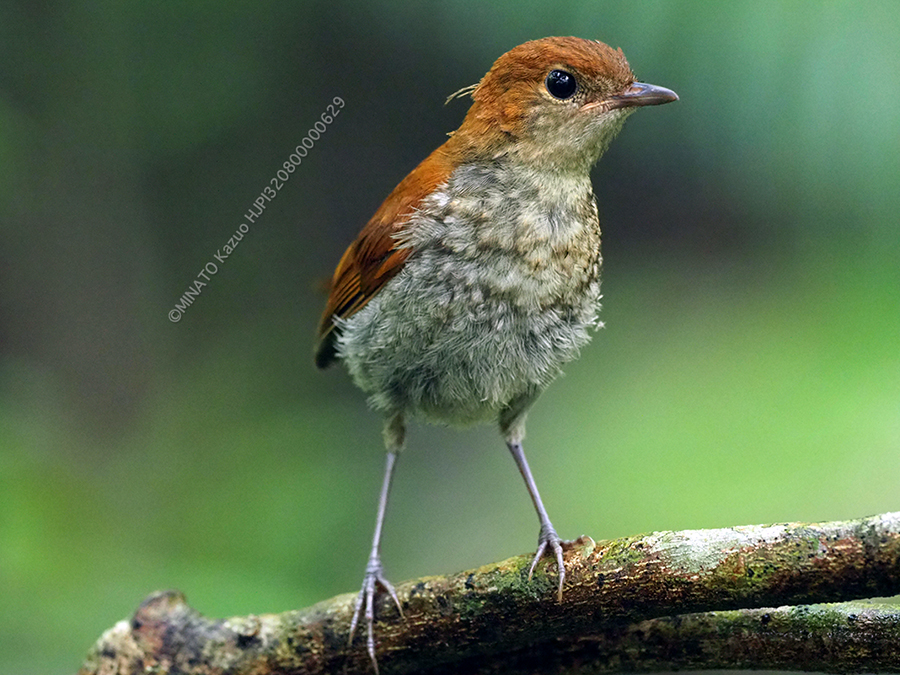 ホントウアカヒゲ幼鳥