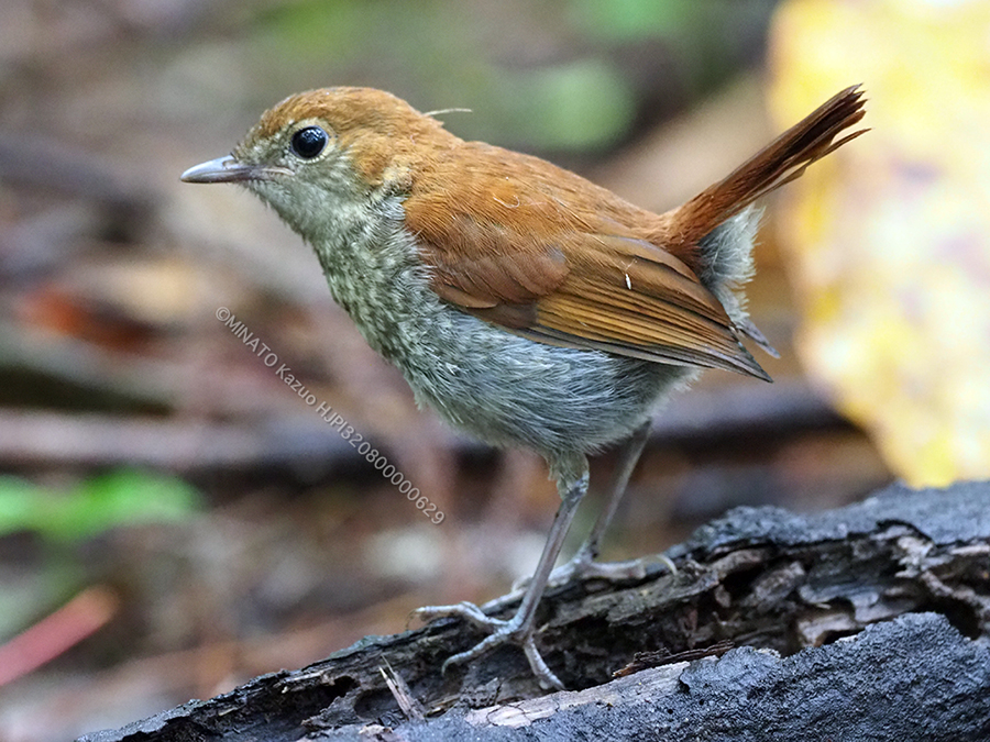 ホントウアカヒゲ幼鳥
