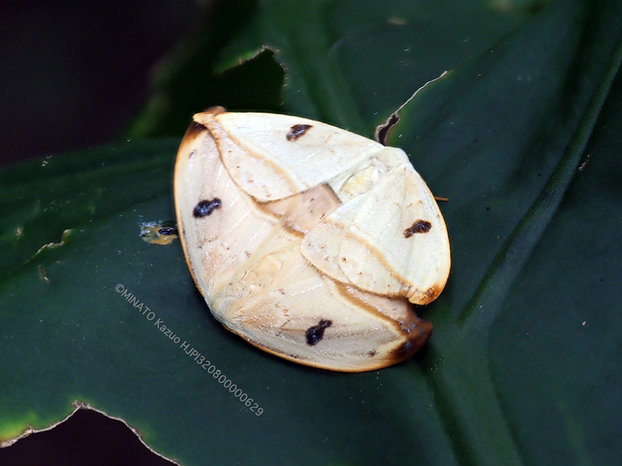 クロモンカギバ