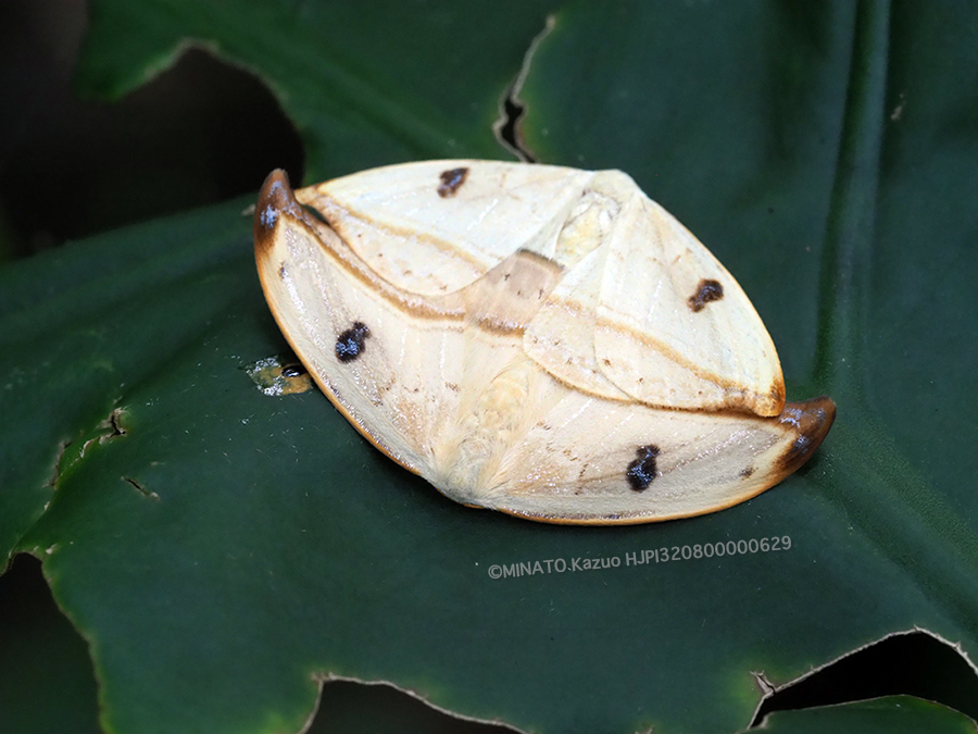 クロモンカギバ