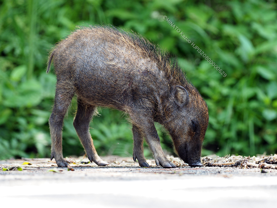 リュウキュウイノシシ幼獣
