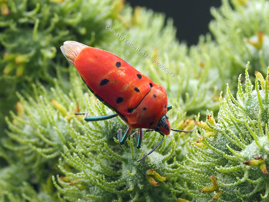アカギカメムシ越冬虫