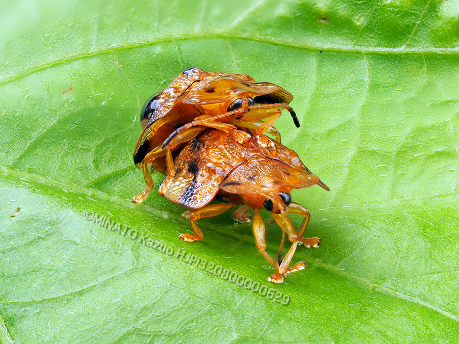 ヨツモンカメノコハムシ