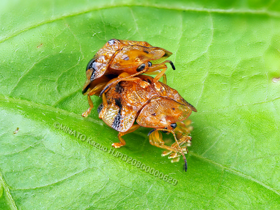 ツモンカメノコハムシ