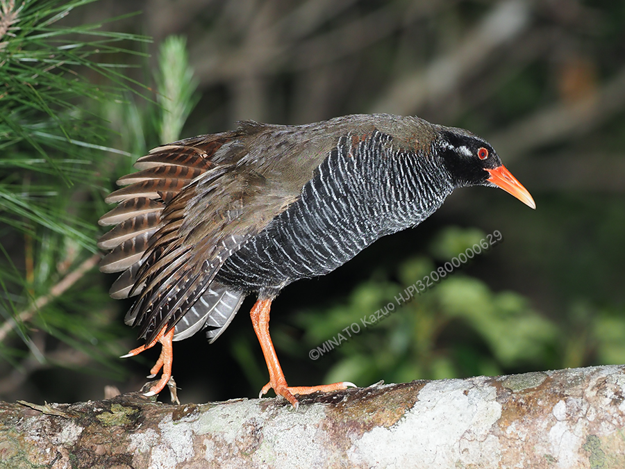ヤンバルクイナ