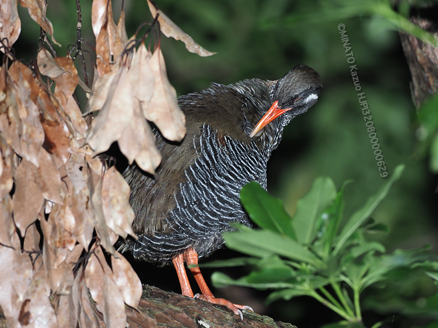 ヤンバルクイナ