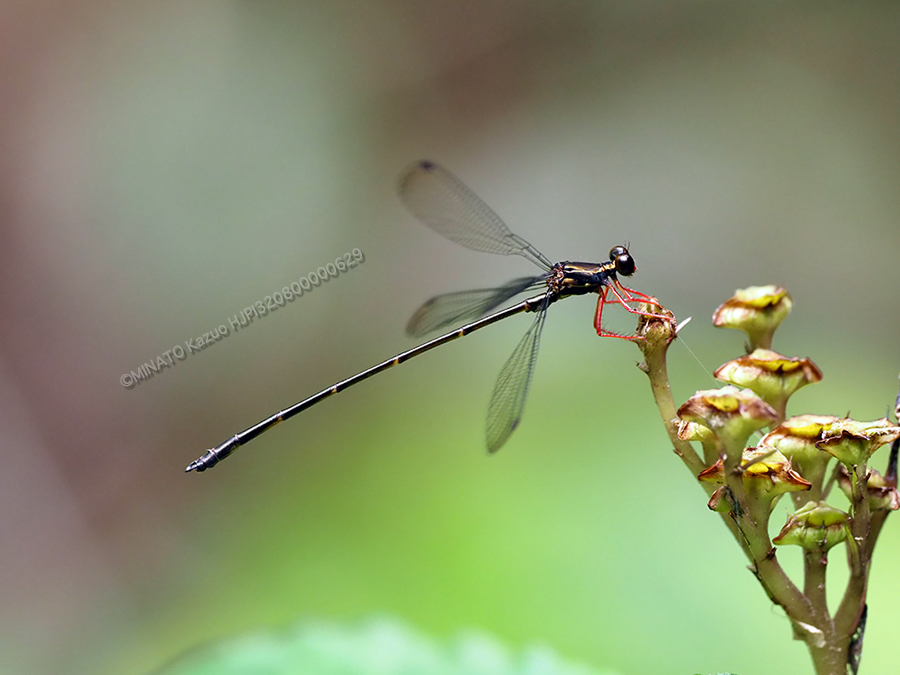 ヤンバルトゲオトンボ
