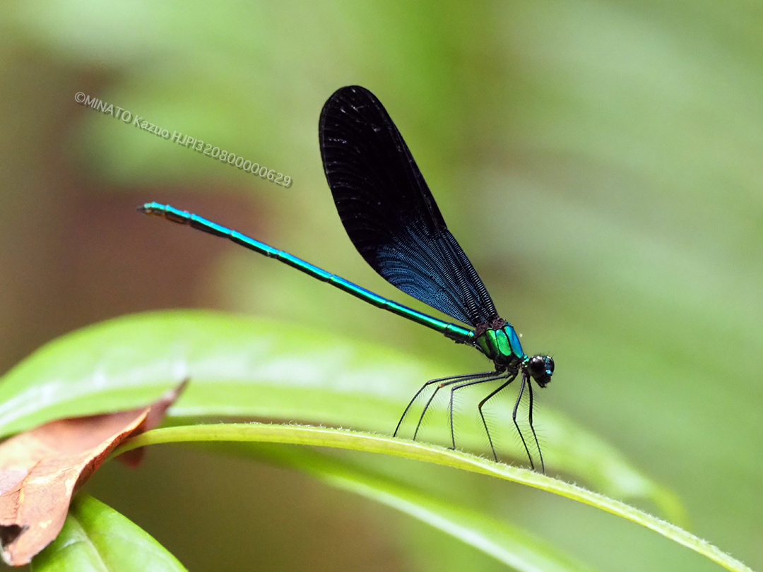 リュウキュウハグロトンボ