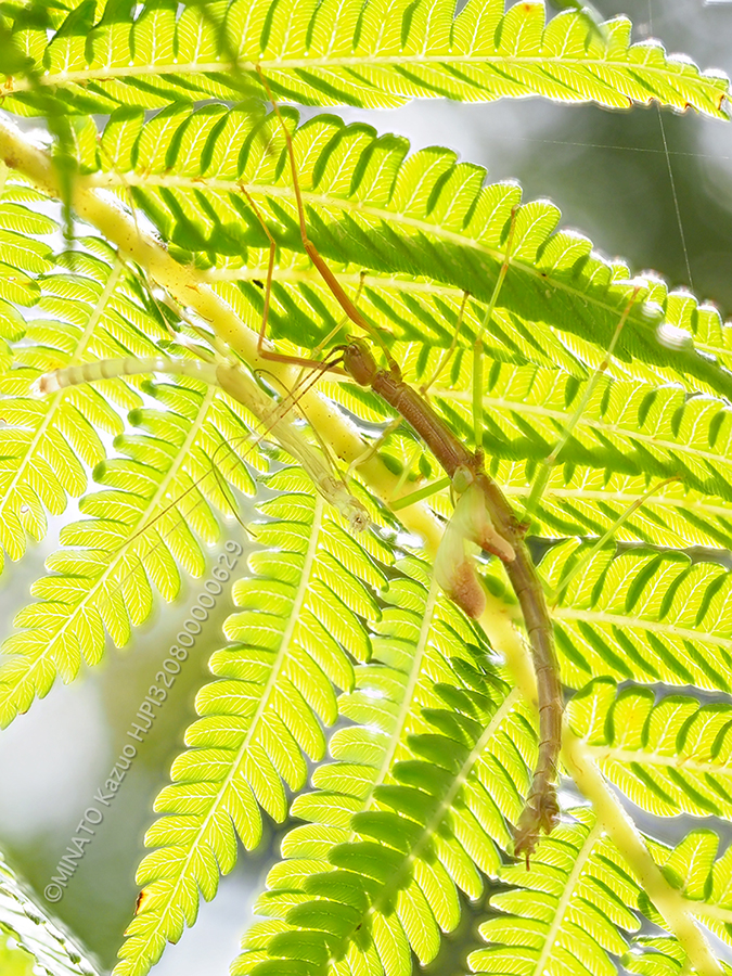 ニホントビナナフシ雄羽化