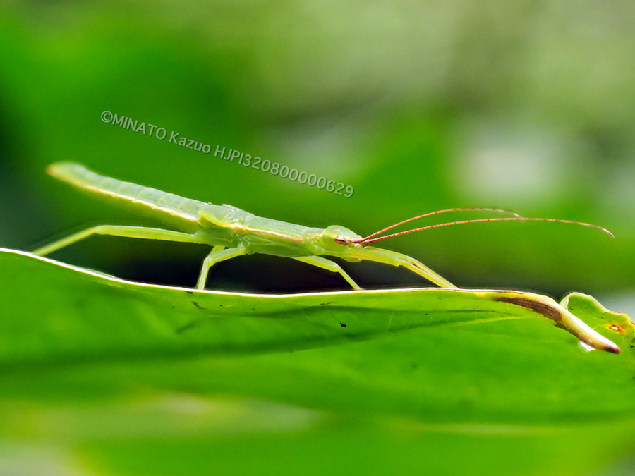 ニホントビナナフシ雌幼虫