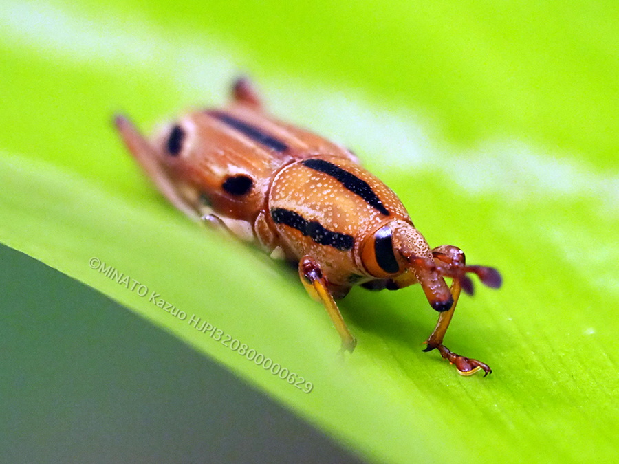 ヨツメオサゾウムシ