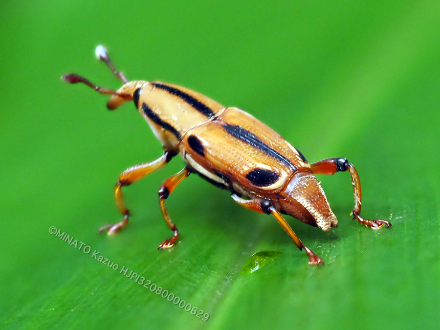 ヨツメオサゾウムシ