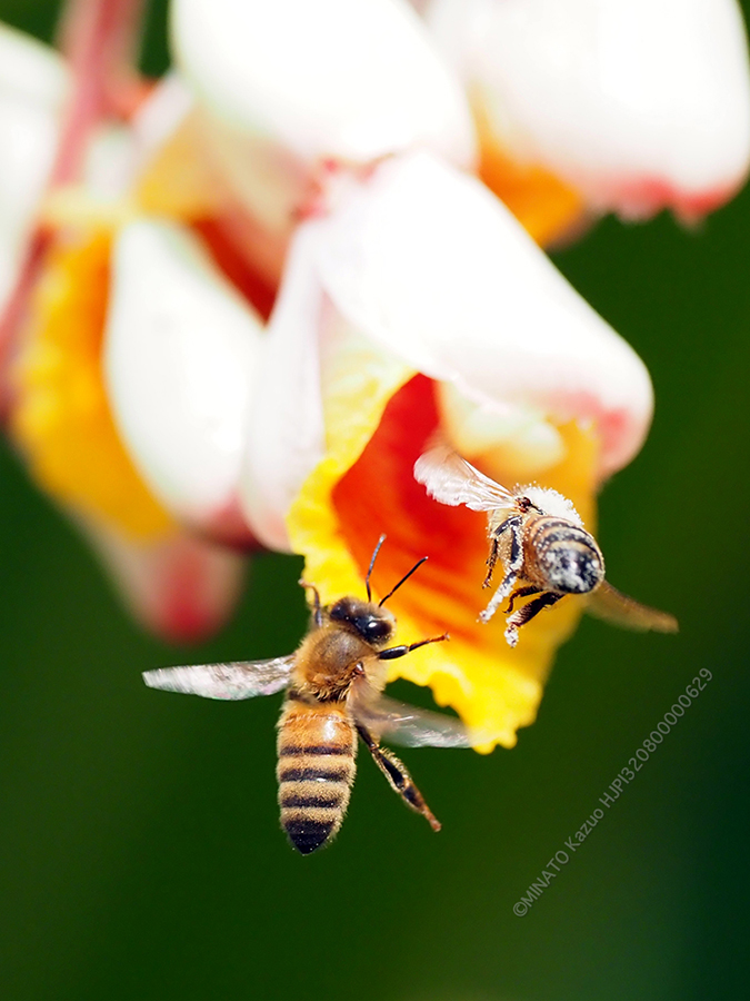 セイヨウミツバチ