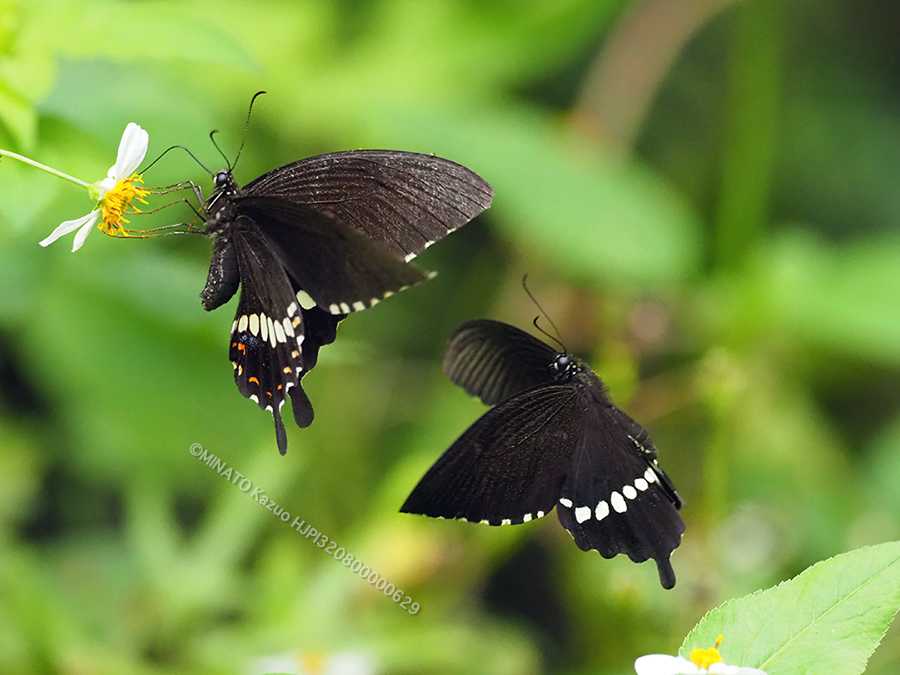 シロオビアゲハ