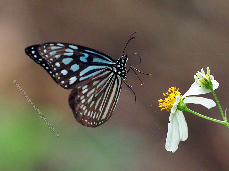 リュウキュウアサギマダラ