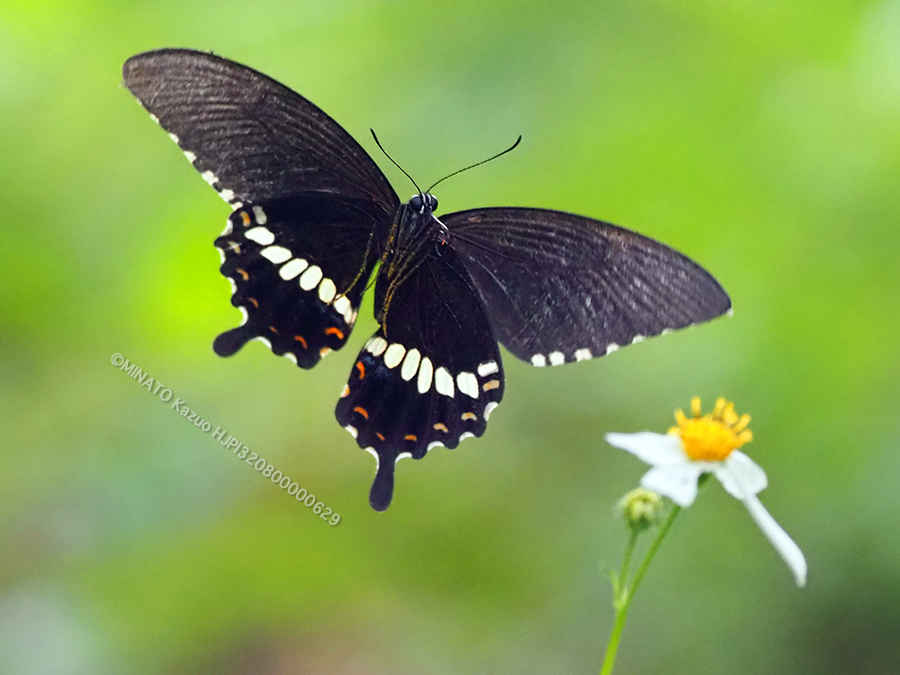 シロオビアゲハ