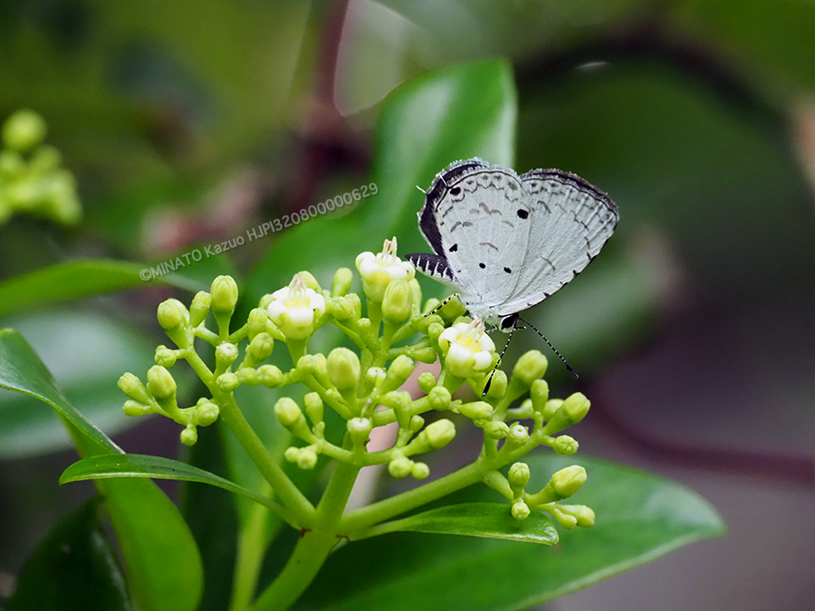 シラタマカズラとタイワンクロボシシジミ