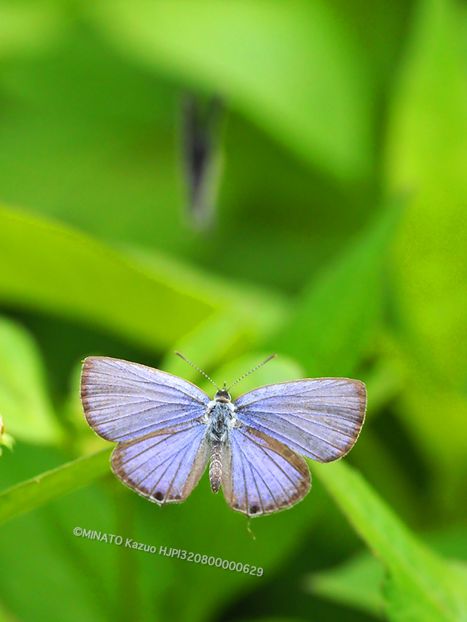 クロマダラソテツシジミ