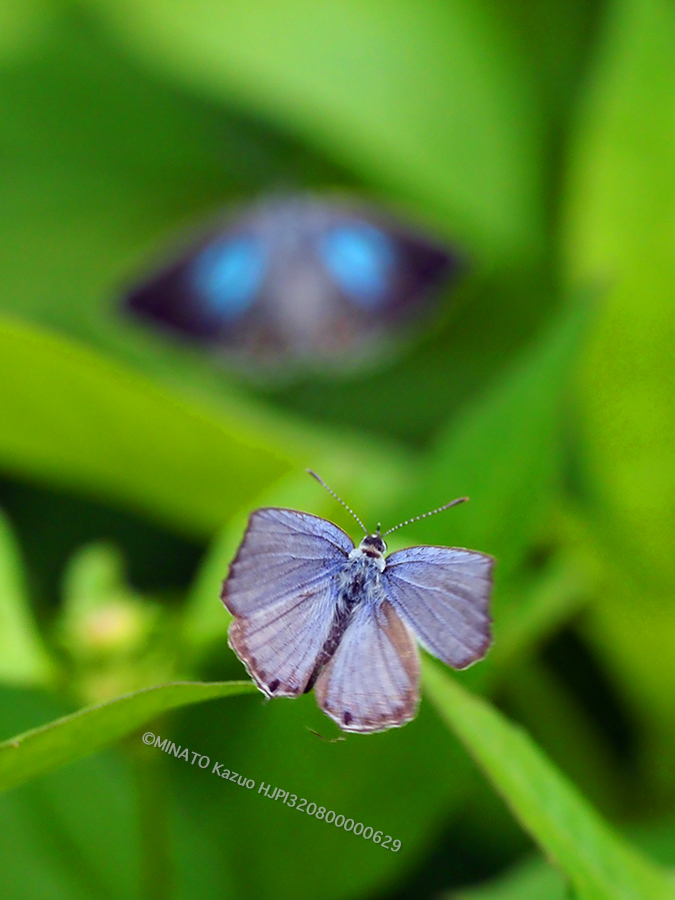 クロマダラソテツシジミ
