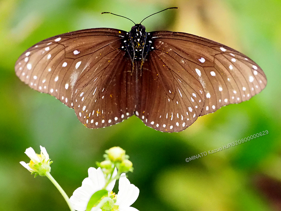 ツマムラサキマダラ雄