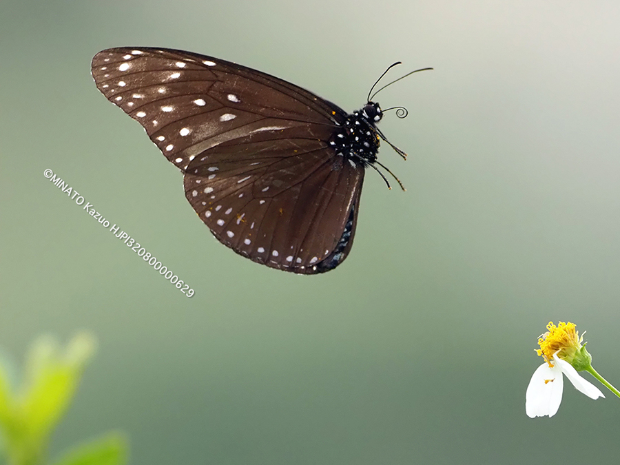 ツマムラサキマダラ雄