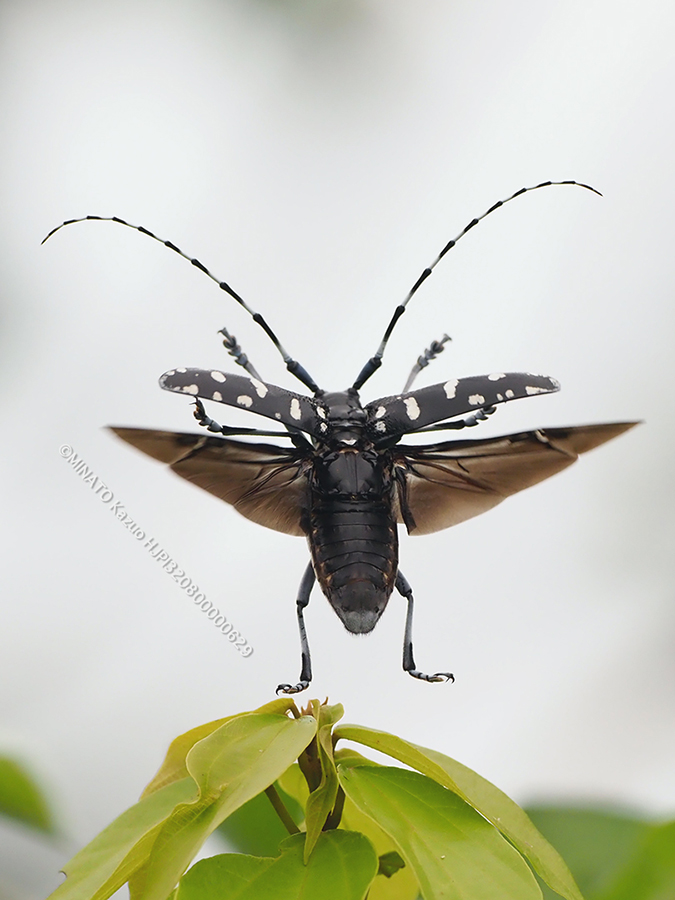 ゴマダラカミキリ