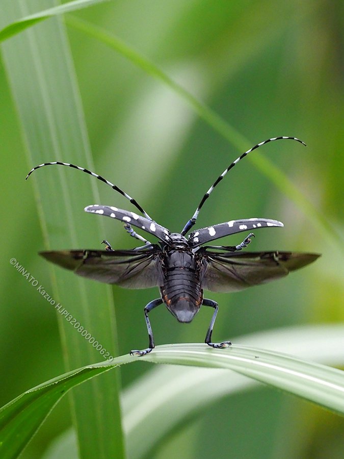 ゴマダラカミキリ
