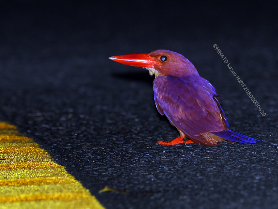 リュウキュウアカショウビン